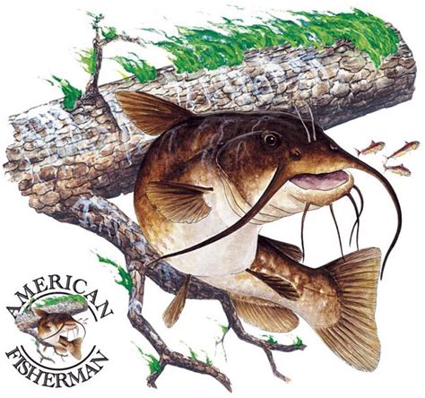 Bullhead Catfish | Fish & Fishing Transfer