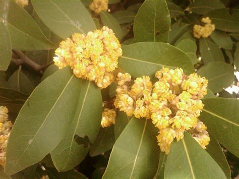 A Lifetime Supply Of Bay Leaves The Smarter Gardener