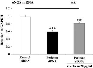 RNA Expression Level Of ENOS In Perlecan Knockdown HAECs On Perlecan