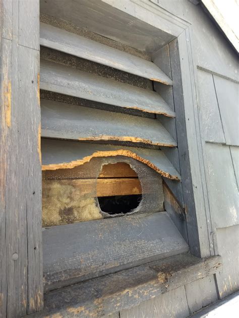 Can squirrels cause damage to your house? - Identify squirrel damage to