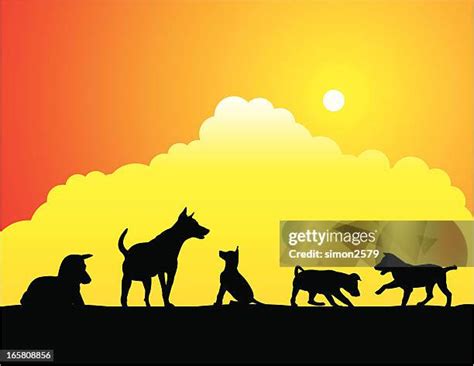 24 Black Lab Silhouette Stock Photos, High-Res Pictures, and Images ...