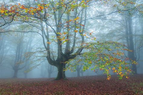 A beech tree in the forest stock photo. Image of fall - 176488226