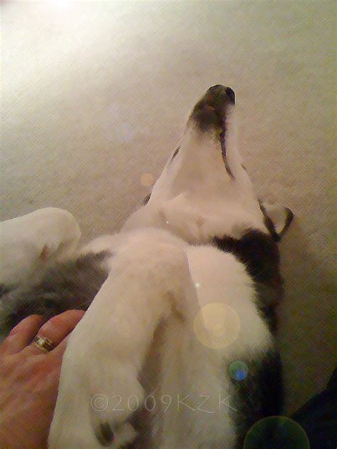 Img Dave Tummy Rubs Karen Z Kryschtal Flickr