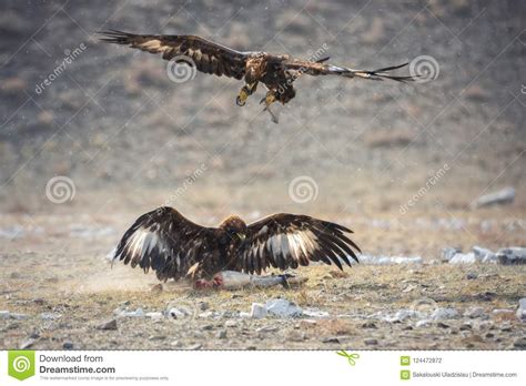 Mongolia Golden Eagle Festival Traditional Hunting With Berkut Two