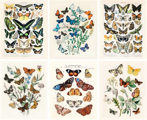 Buy Artivo Vintage Butterfly Art Prints Set X Butterflies Vintage