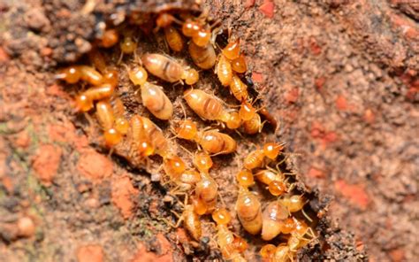 Top 3 Reasons Why Your Home Needs Yearly Termite Inspection Small