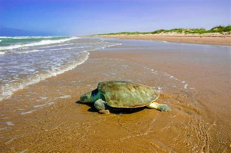 Oman Beaches: Guide To The Best Beaches In Oman