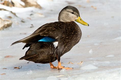 American Black Duck: Pictures, Info, Traits, and Care Guide | Pet Keen