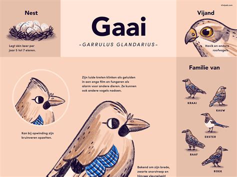 Eurasian Jay by Stutpak / Andra ️ on Dribbble