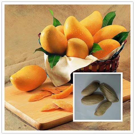 Best Mango Seeds - Best Seeds Online | Free Shipping Worldwide ...