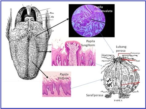 BIOLOGI GONZAGA: LIDAH PENGECAP