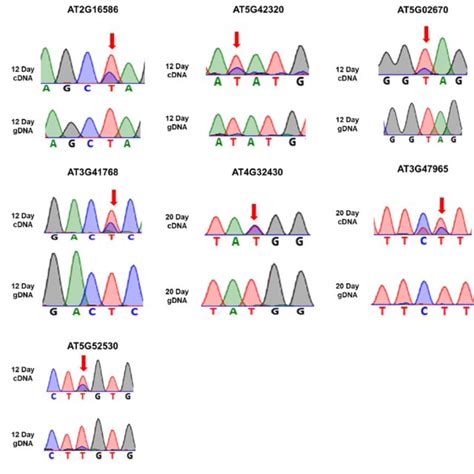 The Sanger Sequence Chromatogram Depicting The U To C Types Of RNA