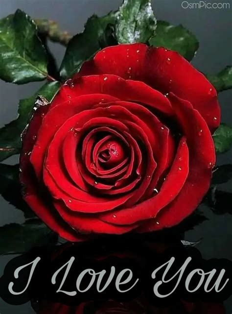 50 Most Beautiful I Love You Roses Images Pics Of Love Roses For Lovers