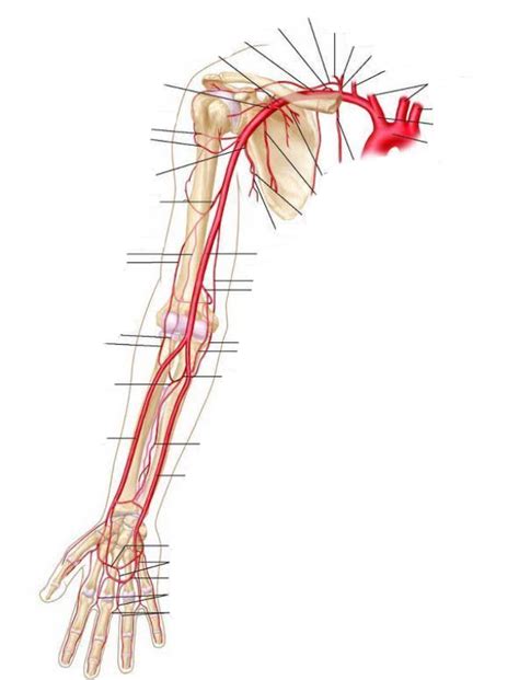 Ap Upper Limb Artery Diagram Diagram Quizlet