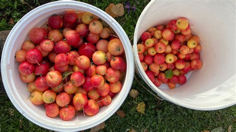 Fall Harvest Festival | Calypso Farm