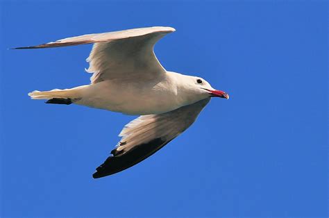 Seabird Migration underway at Europa Point - Gibraltar Ornithological ...