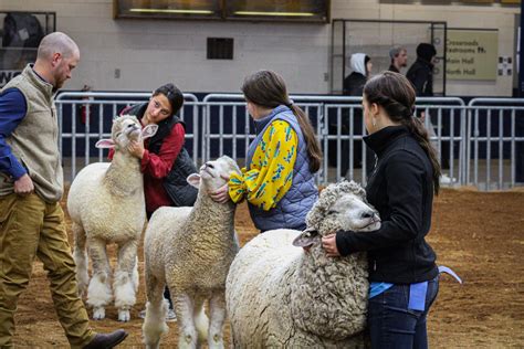 2022 Junior Breeding Sheep Show Participants Show Their En Flickr