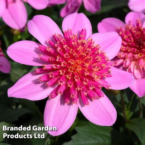 Dahlia Gardenetta Starburst Pink Thompson Morgan