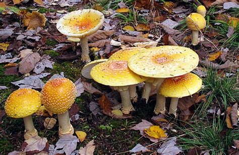 Orange Mushrooms In Your Yard — What Are They?