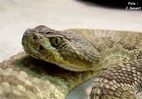 VenomousReptiles.org Libraries