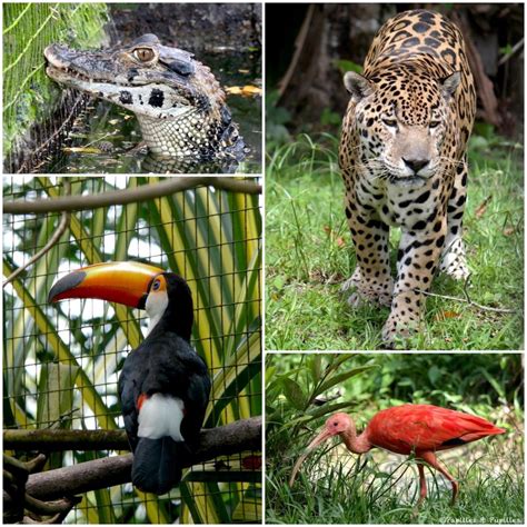 Guyane La Nature à Létat Brut