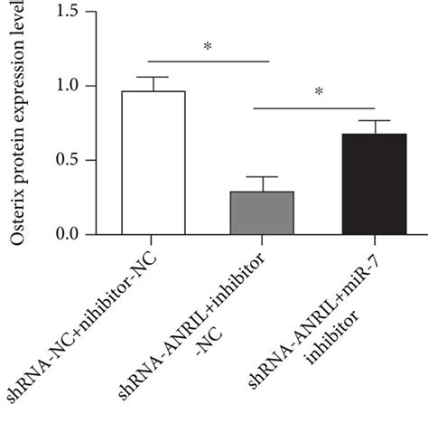 Anril Knockdown Suppresses Osteogenic Differentiation Of Pdlcs Via