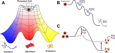 Figure The Epigenetic Landscape And Its Implications For Direct