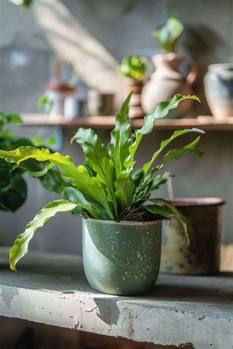 Growing and Caring for a Bird's Nest Fern - An Essential Guide