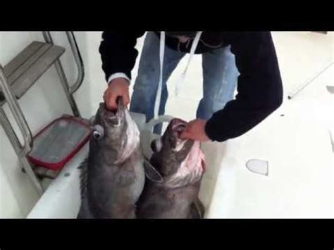 Pesca De La Cherna Cant Brico Tivi Youtube