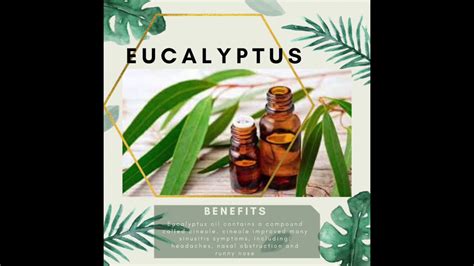 Eucalyptus Oil Effective Remedy For Sinus Congestion Stuffiness