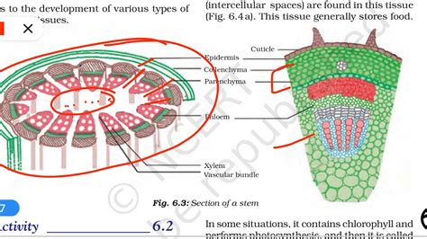 Tissue Chapter 6 Part 2 Science Biology Class 9 NCERT YouTube