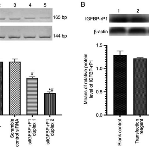 Igfbp Rp Knockdown In Rf A Cells By Siigfbp Rp A Reverse