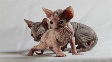 Sphynx Wallpapers Images Wallpapercosmos