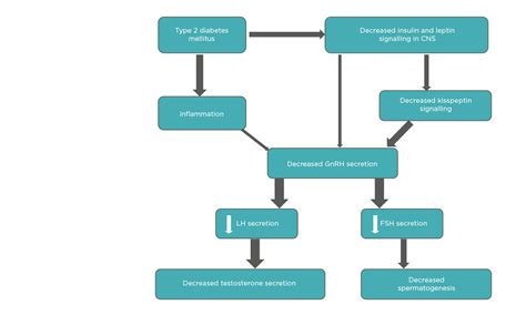 Reproductive Dysfunctions In Males With Type 2 Diabetes Mellitus An