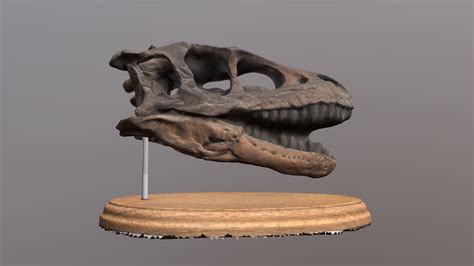 Dromaeosaur skull cast - 3D model by digitalindy [1021143] - Sketchfab