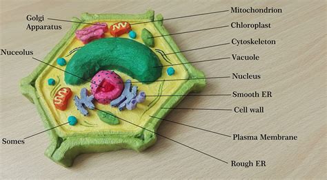 Plant Cell Model For Kids To Make