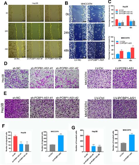 Pcpb As Enhances Hepatocellular Carcinoma Hcc Cell Migration And