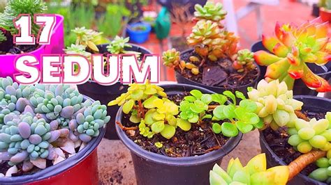 17 Plantas Do GÊnero Sedum Com IdentificaÇÃo Desenho E Jardim Youtube