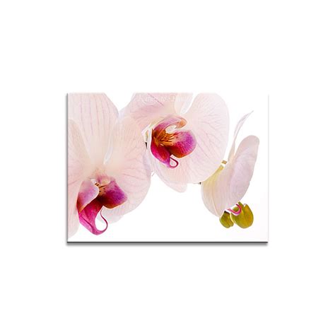 Phalaenopsis Orchideen Umtopfen Und Pflegen Video