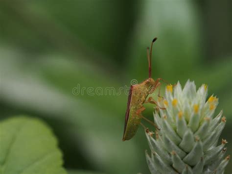 Insects In Spring Stock Photo Image Of Wallpaper Color 74326964