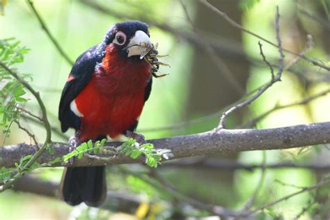 Double Toothed Barbet Holmen Birding Safaris