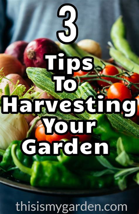 3 Great Tips To Harvesting Your Garden When And How To Pick All Of