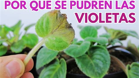 Por Que Se Pudren Las Violetas Africanas Chuyito Jardinero YouTube