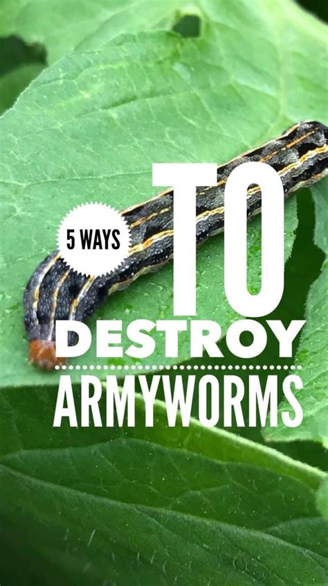 How To Get Rid Of Armyworms In Your Garden Gardening Channel