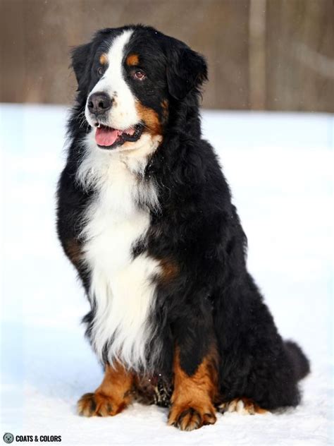 Bernese Mountain Dog Coat Colors | Coats and Colors