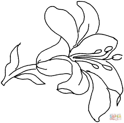 Lily 15 Coloring Page Free Printable Coloring Pages