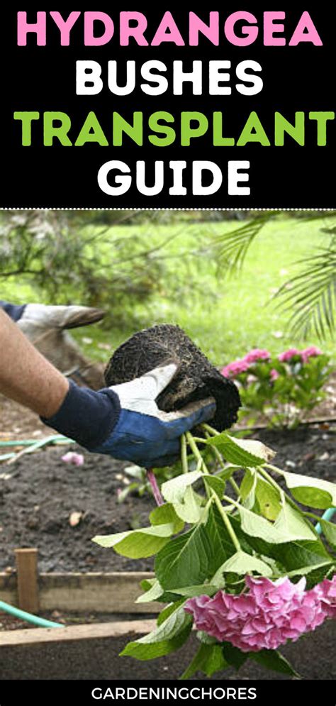 Unlock Your Garden S Potential The Ultimate Guide To Transplanting