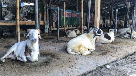 Jelang Idul Adha Harga Kambing Dan Domba Di Tasikmalaya Paling Tinggi