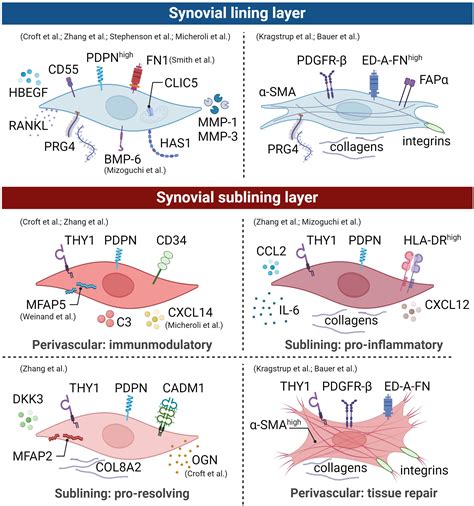 Frontiers Fibrotic Pathways And Fibroblast Like Synoviocyte