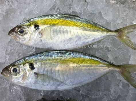 Johor Fish From Hai Kiah Fishery